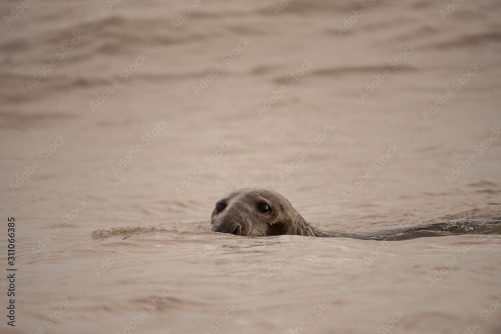 Fototapeta premium seal on the beach in winter