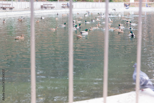 A family of wild ducks swims on an artificial pond in an aviary behind bars.