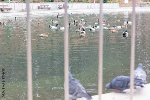 A family of wild ducks swims on an artificial pond in an aviary behind bars.