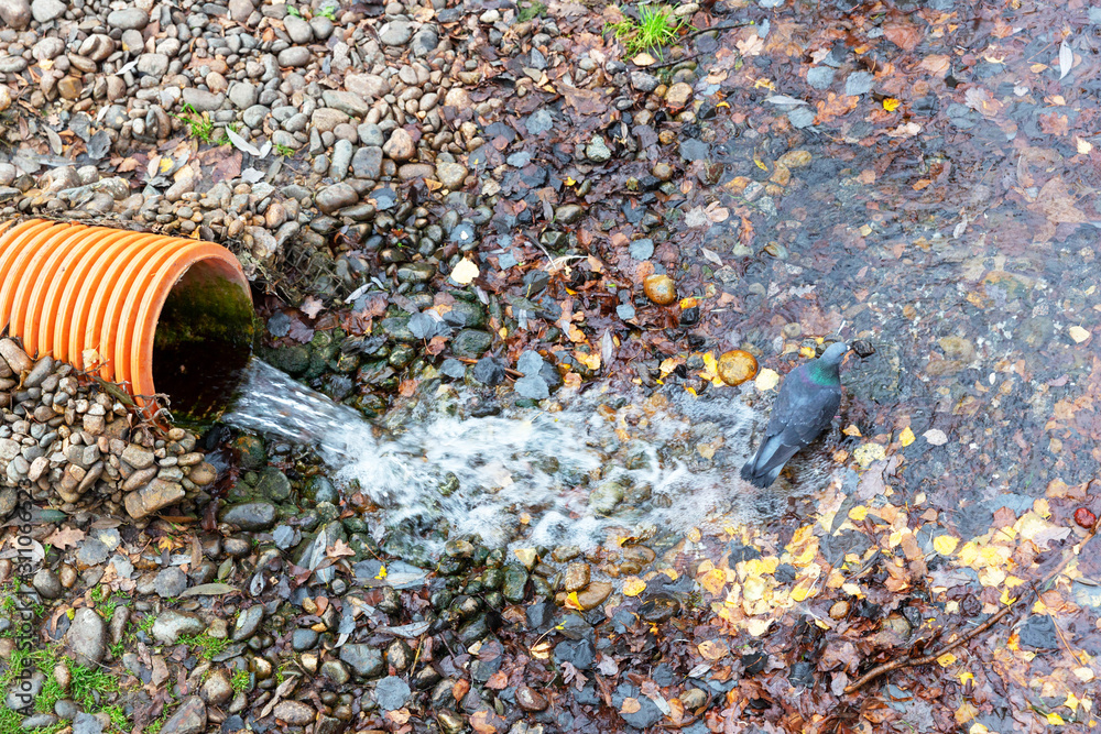 Obraz premium A grey pigeon drinks from a stream of water pouring from an orange, plastic, sewer pipe