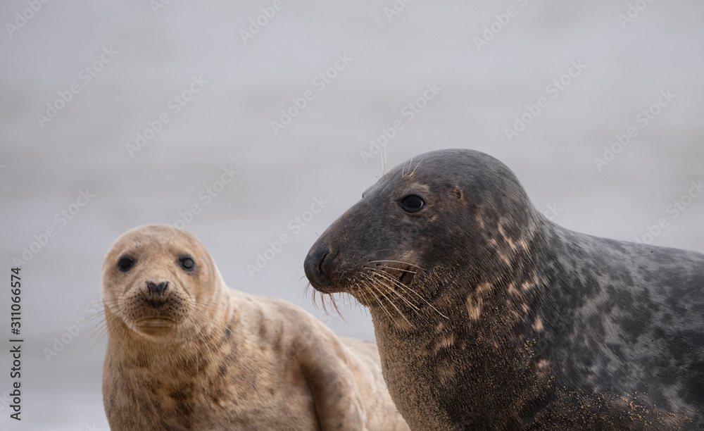 Fototapeta premium seals on the beach in Norfolk