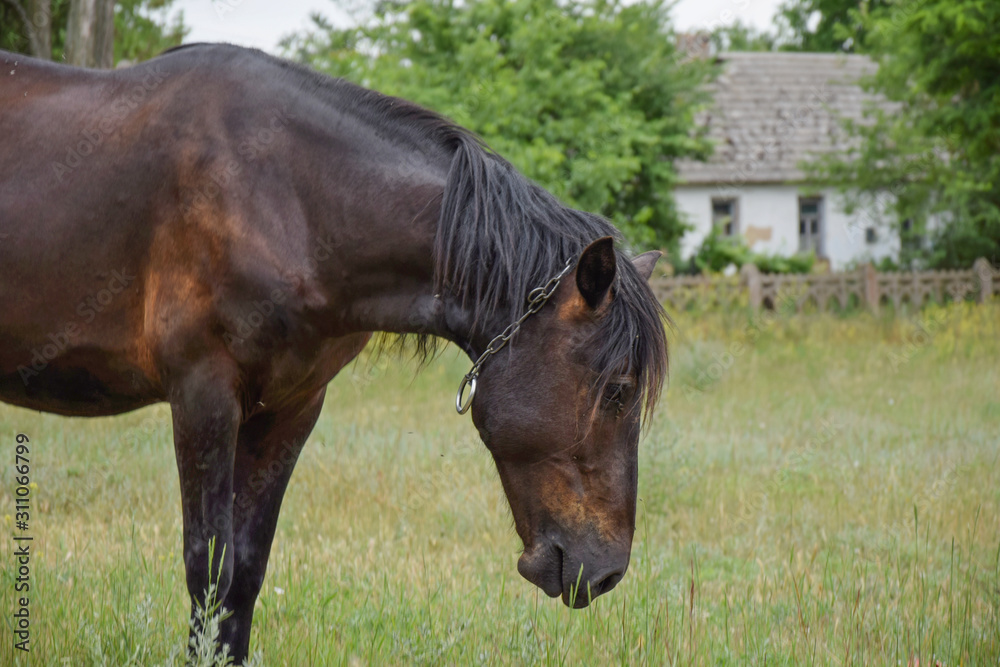 a horse grazes near a peasant's house in the meadow a horse grazes near a peasant's house in the meadow
