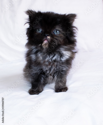 Persian cat, gato persa bebe Stock Photo | Adobe Stock