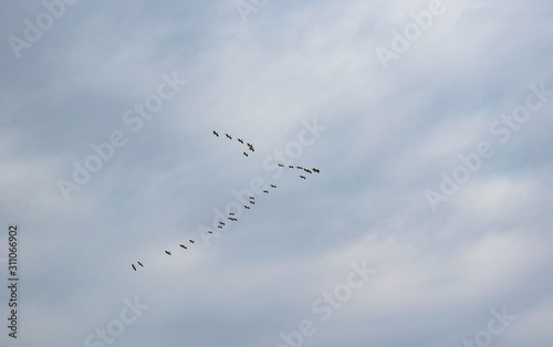 birds flew home from the warm edges