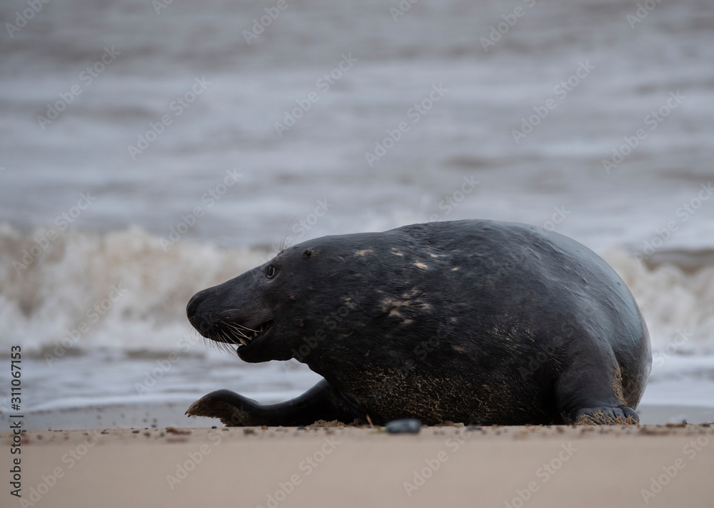 Fototapeta premium seals on the beach in Norfolk