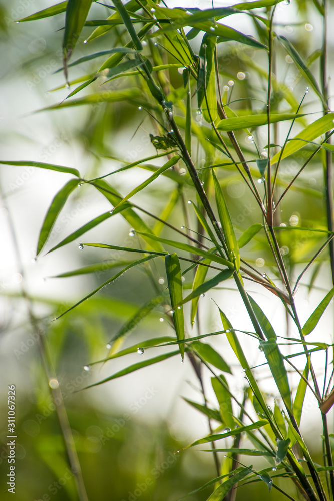 Fototapeta premium green leaves coverd in dew and rain drops in the forest background