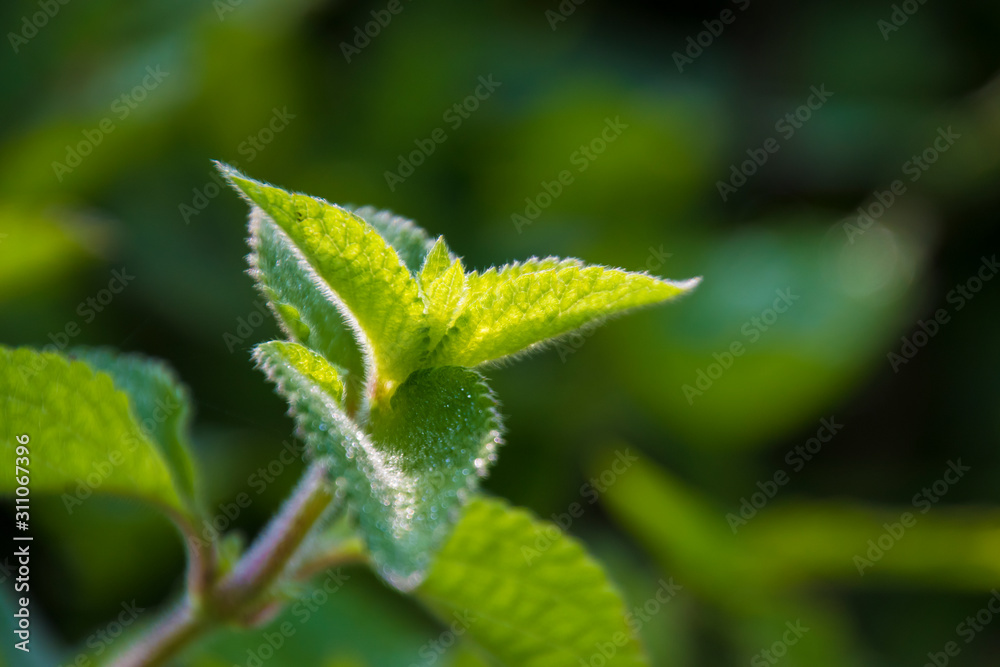 green leaves detail close up under sunshine green leaves detail close up under sunshine