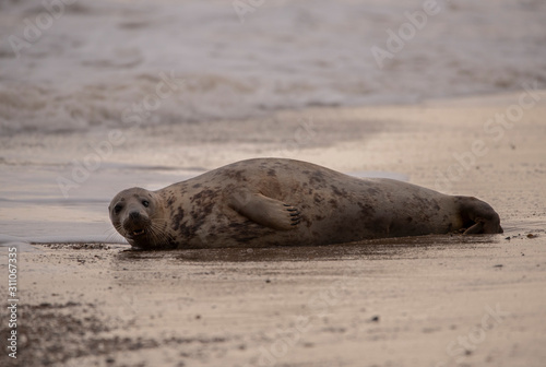 seals on the beach in Norfolk