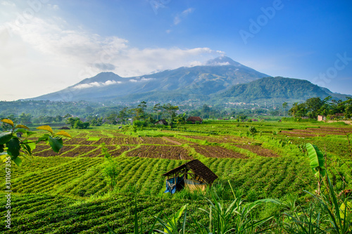 rice terraces and mountains in countryside rural area in Indonesia
