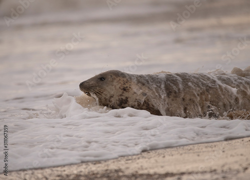 seals on the beach in Norfolk
