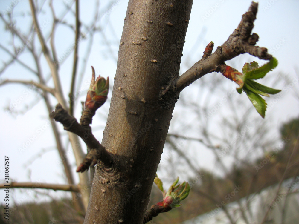 spring branch of tree and green leaves