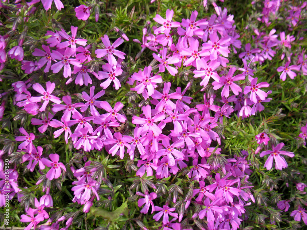 pink flowers pink flowers