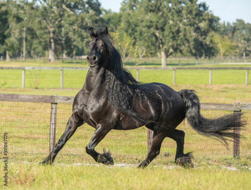 Friesian horse mare running in paddock Friesian horse mare running in paddock
