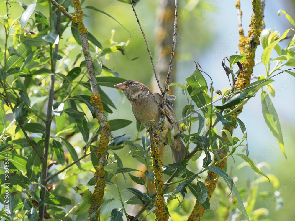 Fototapeta premium Spatz auf Weide sitzend