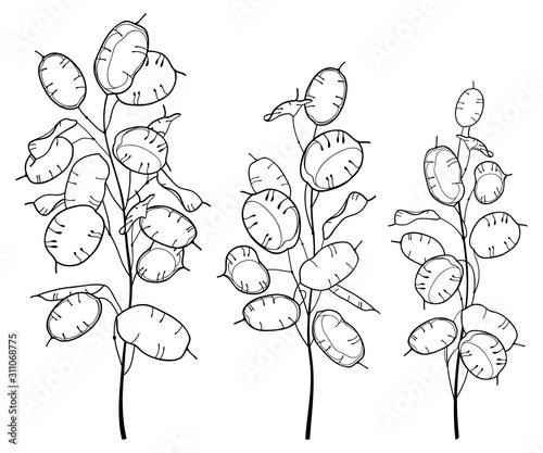 Set of outline Lunaria or Honesty or moonwort dried flower bunch in black isolated on white background. 