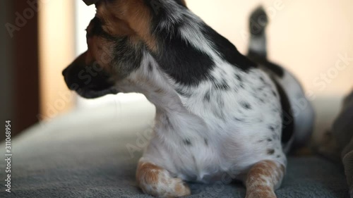 small young dog is curious and impatient Jack Russel 2 years old