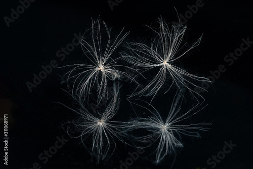 Seeds of a plant with fluff for distribution through the air. Fluff of plants, carry seeds in the wind. On a black mirror background.