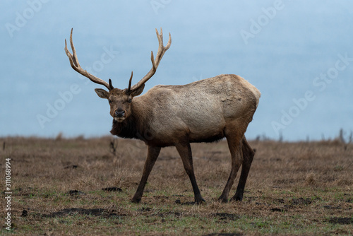 Tule Elk at Point Reyes photo