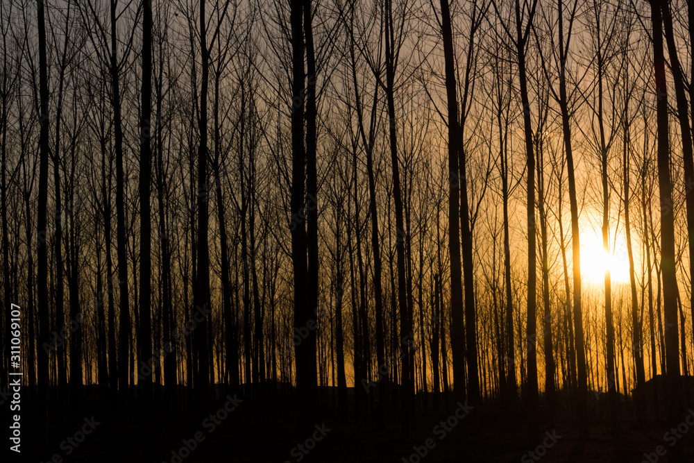 rows of bare trees in the light of sunset rows of bare trees in the light of sunset