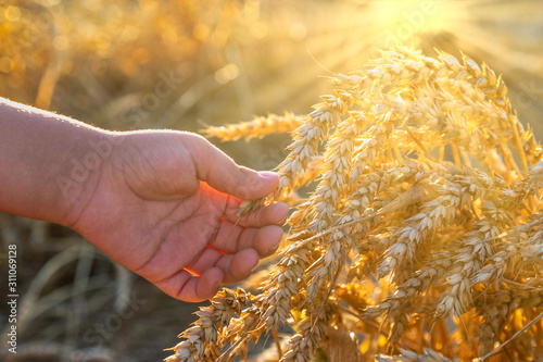 Hand holding a wheat stalks on an agricultural field against the sunset with beautiful sun rays.