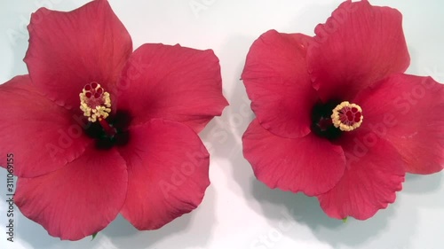 red flowers on white background. time lapse