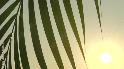 Through palm leaves the sun shines. 