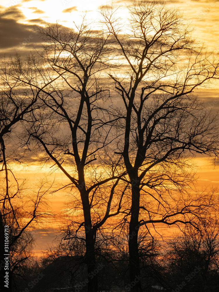 Black trees. Red-orange background. Bright morning. Golden morning