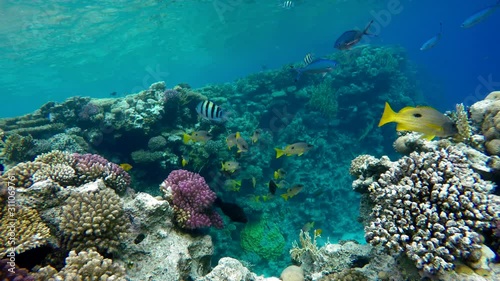 Wallpaper Mural Underwater life in the ocean. Tropical fish.   Torontodigital.ca