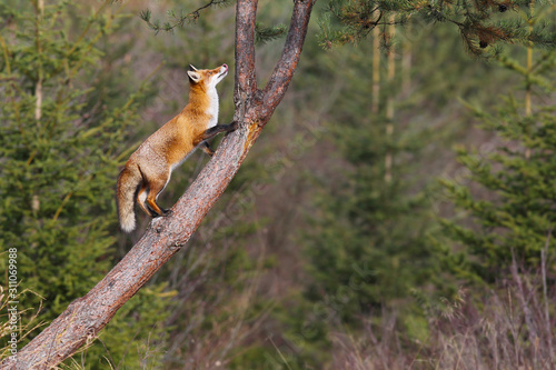 cute Red fox on three, vulpes vulpes