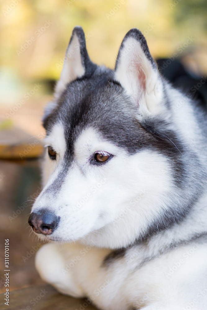 ハスキー　犬 husky