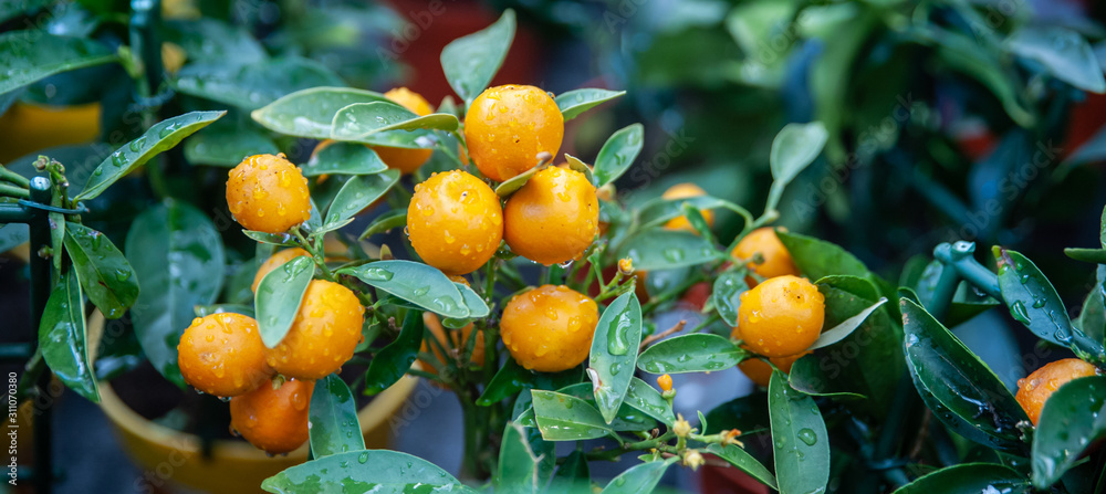 Small citrus fruits on a decorative tree in a pot