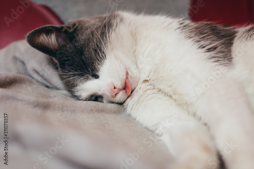 Close up portrait of sleeping cat, having her tongue out