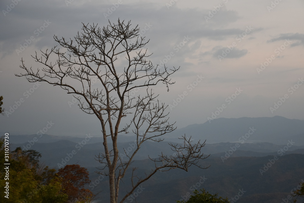 Tree on the top of mountain with beautiful landscape.