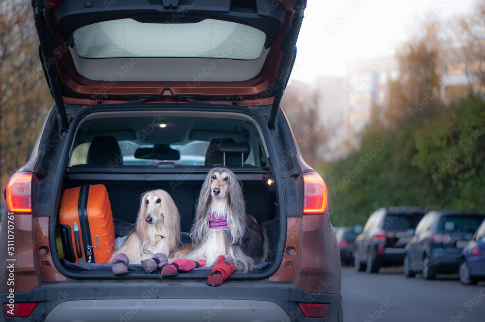 Φωτογραφία Two elegant Afghan hounds in the car, the concept of travel with animals, transportation of dogs