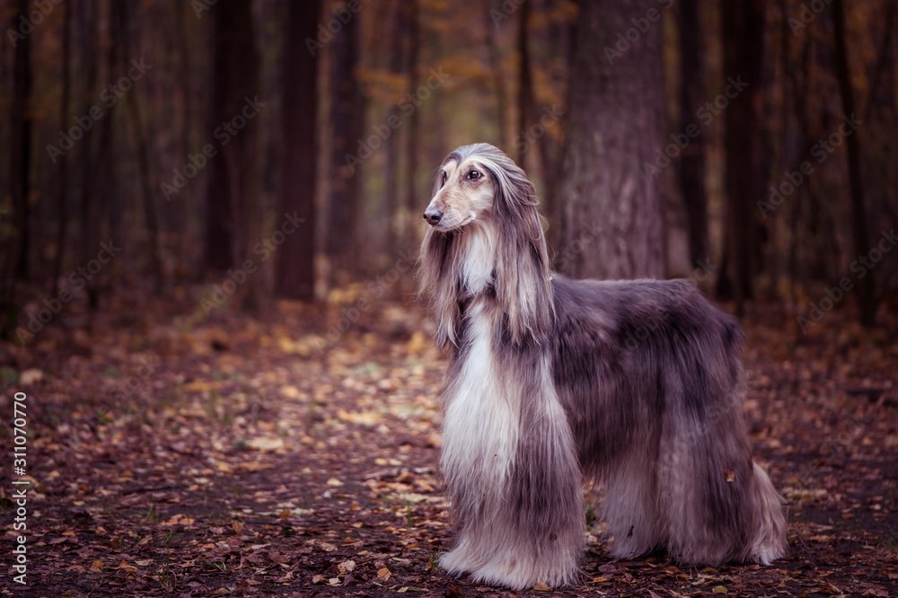Dog, gorgeous Afghan hound, full-length portrait, against the background of the autumn forest, space for text , toned red Dog, gorgeous Afghan hound, full-length portrait, against the background of the autumn forest, space for text , toned red