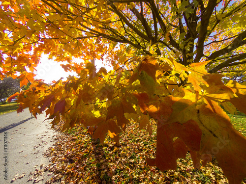 Beautiful autumn landscape with path, colorful yellow tree and green grass