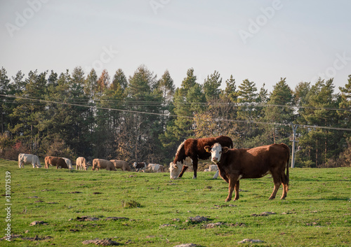 A group of grazing cows on a farmland. Cows on green field eating fresh grass. Agriculture concept. Global warming caused by greenhouse gases produced by cows.