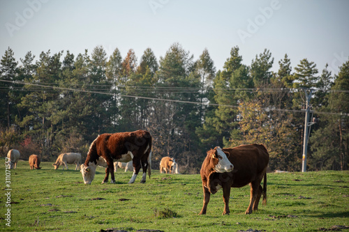 A group of grazing cows on a farmland. Cows on green field eating fresh grass. Agriculture concept. Global warming caused by greenhouse gases produced by cows.