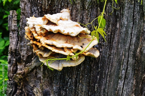 Fomes fomentarius, the tinder fungus