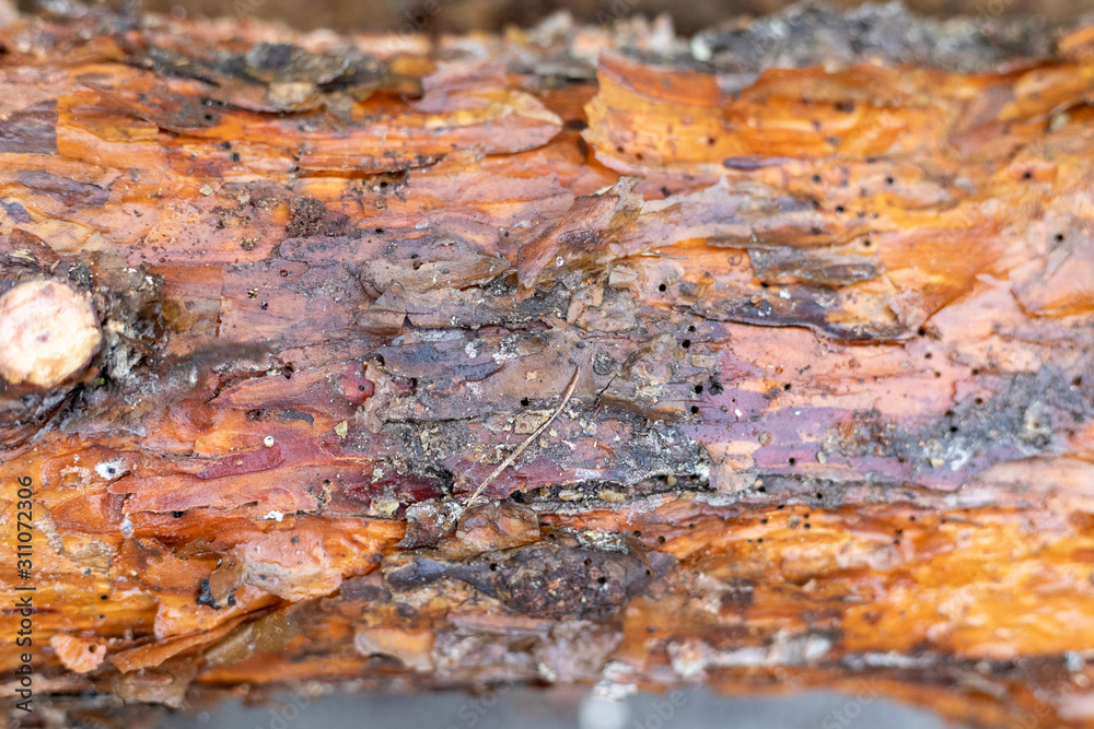 Pine bark close by. The texture of the tree trunk. The background of the live wood Pine bark close by. The texture of the tree trunk. The background of the live wood