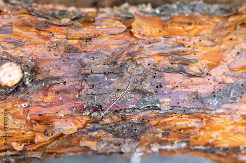 Pine bark close by. The texture of the tree trunk. The background of the live wood © ArtSvitlyna