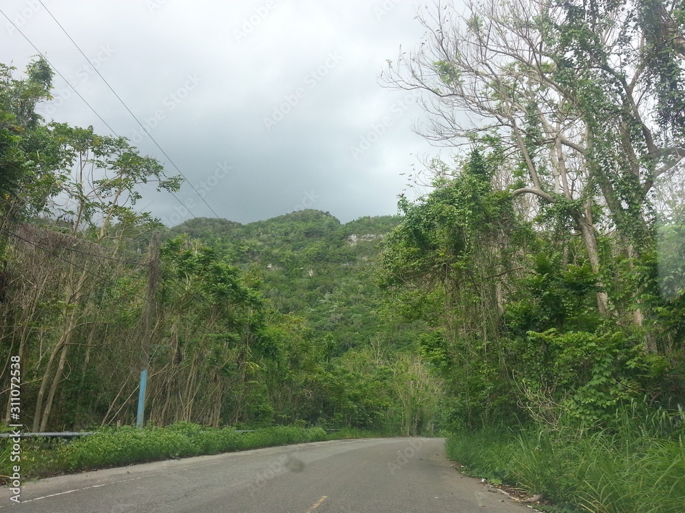 road in forest road in forest