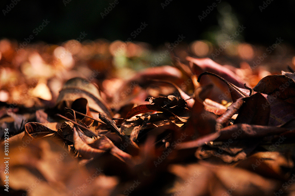 Dry leaves Dry leaves