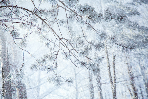 Branches of pine trees in the snow. Small snow is falling.