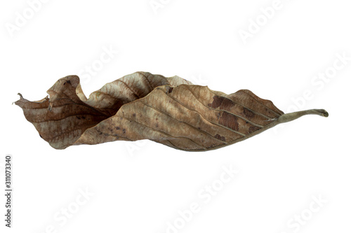 Tropical dry leaves on a white background.clipping path