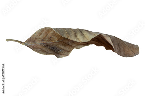Fotografía Tropical dry leaves on a white background.clipping path