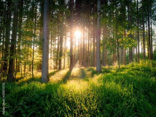 Fototapeta Naklejka Na Ścianę i Meble -  Image of beautiful forest with sunlight and fairy tale mood