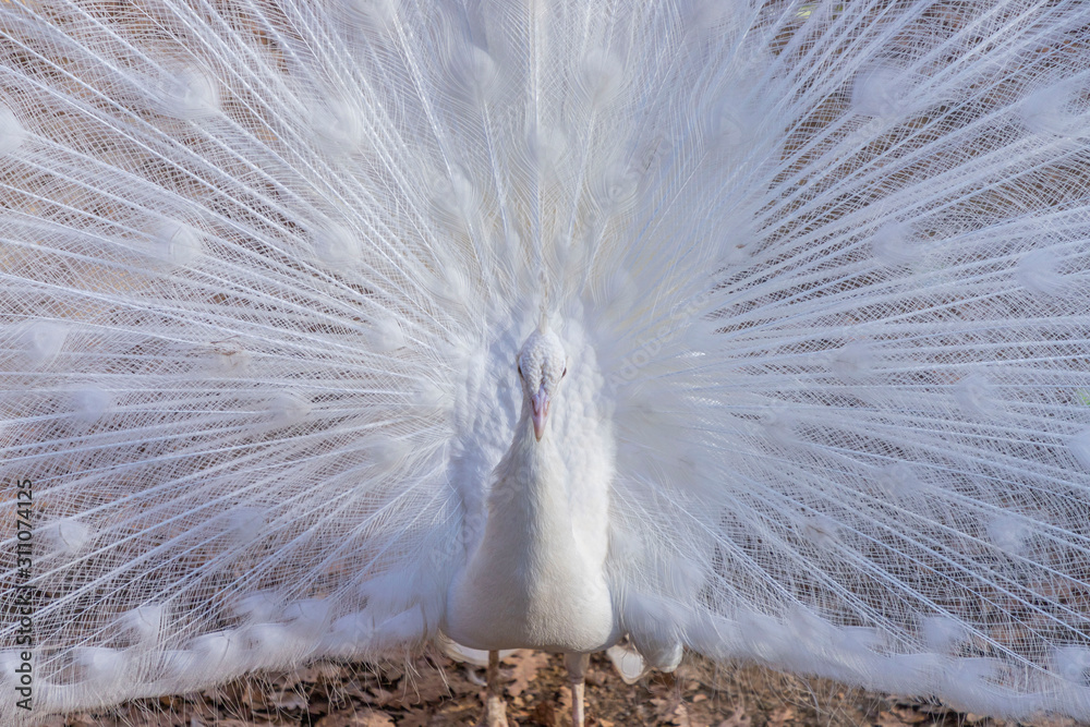 Naklejka premium Elegant white color peacock