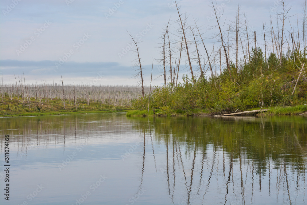 Dead Forest, killed by the Norilsk Nickel Plant. Dead Forest, killed by the Norilsk Nickel Plant.