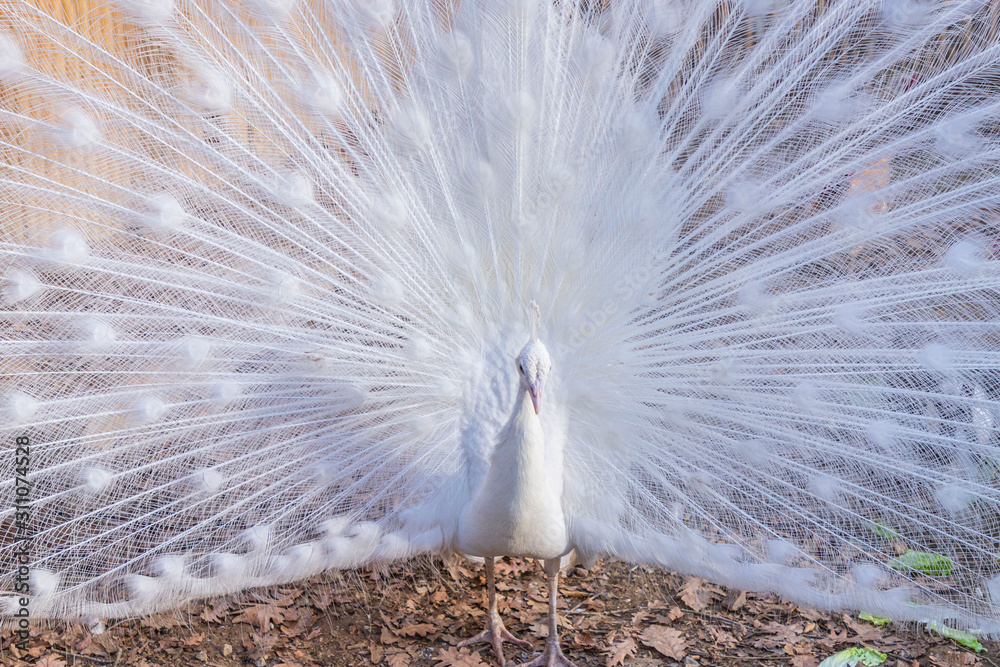 Fototapeta premium Elegant white color peacock